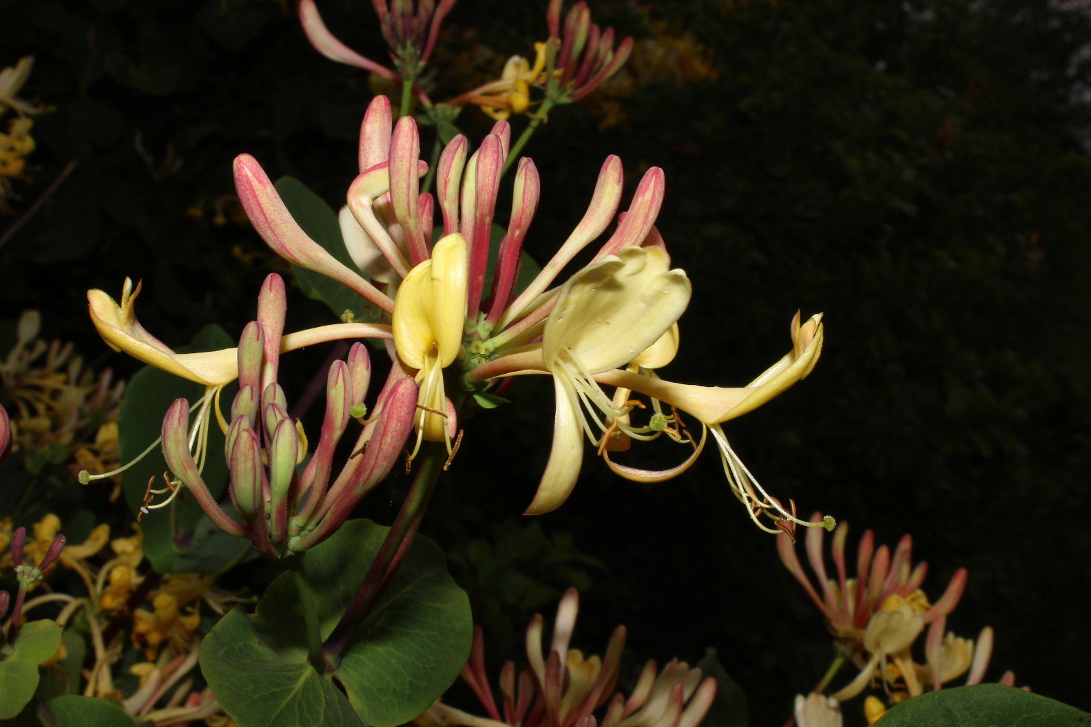 Lonicera etrusca / Caprifoglio etrusco